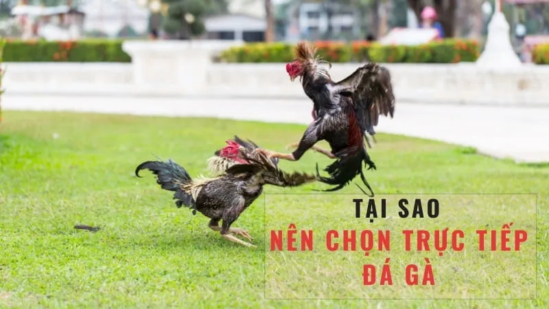 Vai trò của bình luận viên trong các trận đấu đá gà