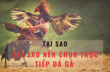 Lịch Thi Đấu Đá Gà Cập Nhật Mới Nhất