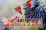 Kỹ Thuật Đá Gà Đỉnh Cao Từ Các Chuyên Gia